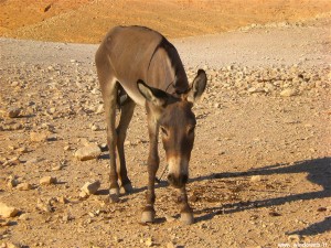 foto_palestina_asino_deserto_giuda_01